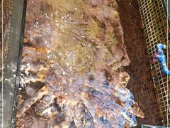 -海鲜e族(马王堆店)