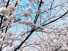-高东镇樱花园
