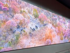 -罗红摄影艺术馆