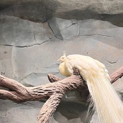 -Zoolung Zoolung动物主题公园(海信广场店)