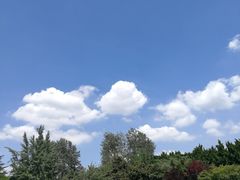 -嘉定紫藤园