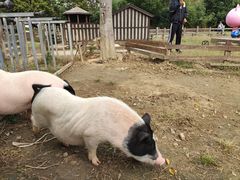 -田园东方蜜桃村的田野营地