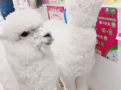 -北京观赏动物医院·24小时大型综合·猫专科·异宠专科
