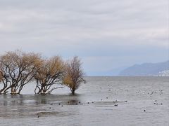 -洱海月湿地公园