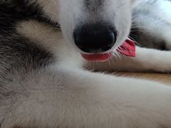 -Husky Go! 哈士奇体验馆·宠物咖啡厅狗咖