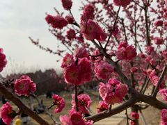 -秀丽东方