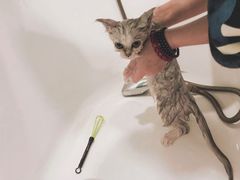 -十年猫舍·猫咪专门店(普陀店)