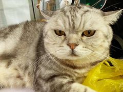 -喵的天空名猫咖啡馆·撸猫·猫舍·用品