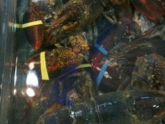 海鲜   龙虾-渔民新村(番禺总店)