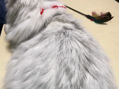 -宠颐生宠物医院外科·内科·皮肤科·影像科(石龙店)