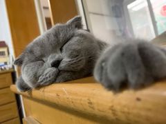 -达爱动物医院·犬猫分区·CT·复杂眼科(远洋山水分院)