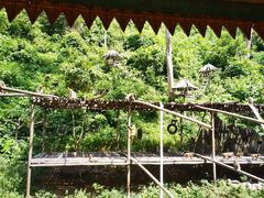 -西双版纳原始森林公园