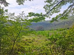 -东莞市大岭山森林公园