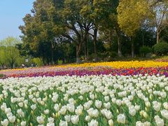 -上海鲜花港
