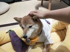 -逗柴咖啡屋·狗咖猫咖宠物桌游