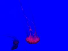 -沈阳海洋探索中心