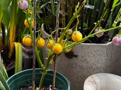 -谷咖啡·鲜花绿植花园餐厅