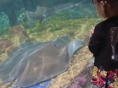 -暹罗海洋世界