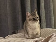 -飞行喵MR PILOT|猫舍·猫咖(静安大融城店)