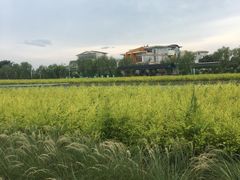 -百万葵园