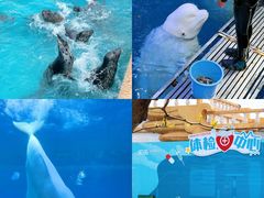 -秦皇岛乐岛海洋王国