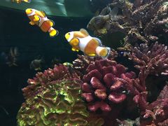 -暹罗海洋世界