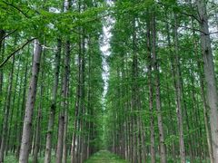 -东平国家森林公园