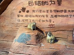 -奇幻萌宠部落(映月湖环宇城店)