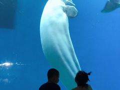 -芜湖新华联大白鲸海洋公园