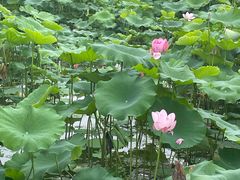 -嘉北郊野公园