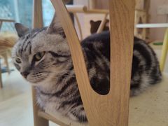 -猫咪派对(江南西店)