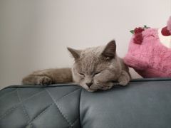 -乖乖宠物医院·猫科·急重症中心(车站北路分院)
