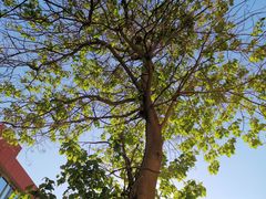 -花园桥(地铁站)