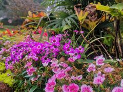 -南山植物园