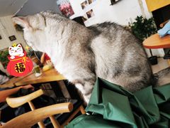 -平行世界·猫咖(首经贸店)
