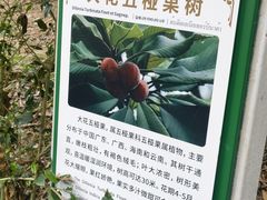 -野象谷景区