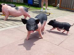 -太阳岛度假酒店