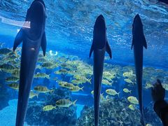 -海合安成都极地海洋公园