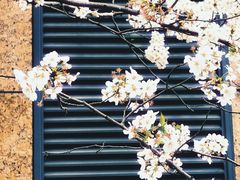-高东镇樱花园