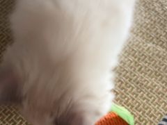 -爱妮康宠物医院·干细胞免疫细胞·肿瘤·心脏(张江店)