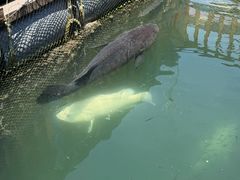 -蓝湾碧波·老字号·疍家非遗海上餐厅