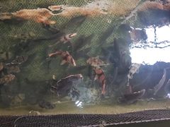 -蓝湾碧波·老字号·疍家非遗海上餐厅