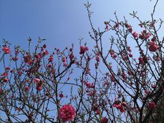 -南国桃园旅游度假区