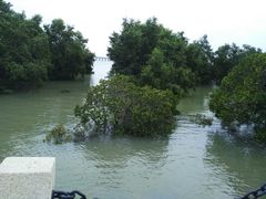 -宝安西湾红树林湿地公园