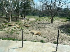 -上海野生动物园