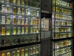 -广东中医药博物馆