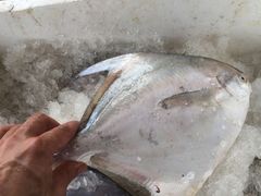 -浪琴湾尾角仔海鲜坊