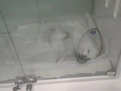 -萌兽医馆·眼科·异宠专科(三里屯店)