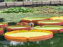 -国家植物园南园