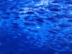 -太平洋海底世界